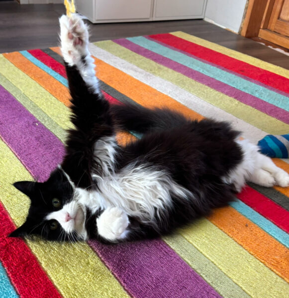 En svart och vit katt. på en matta