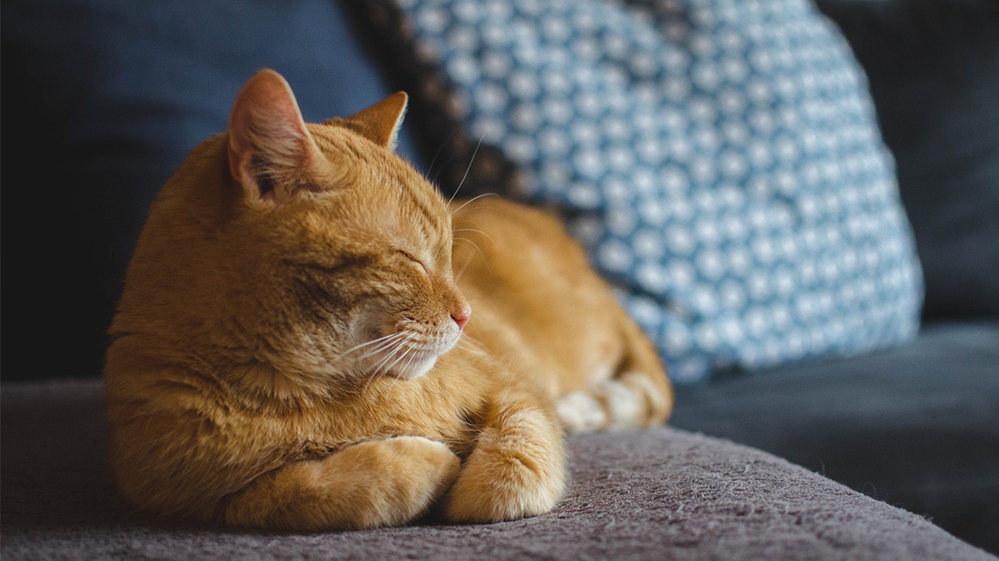foto på en orange katt som kan finnas i kattregistret