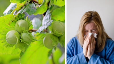 Bilden till vänster är på en blommande hasselbuske fylld med grön färg. Till höger är det en bild på en blond kvinna med en blå tröja som snyter sig eller nyser i en näsduk